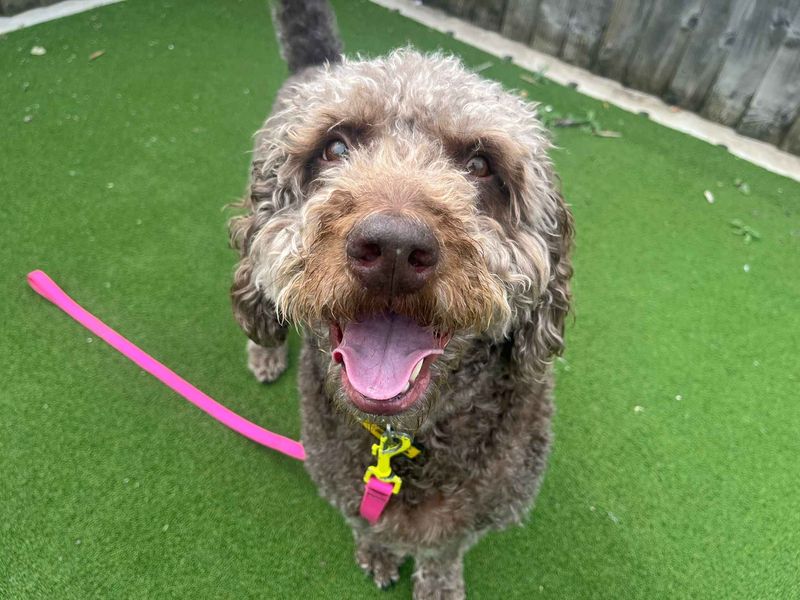 undefined | Poodle (Miniature) Cross | undefined - 6