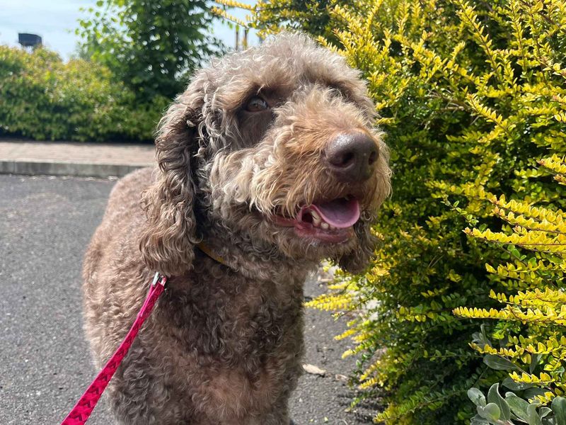 undefined | Poodle (Miniature) Cross | undefined - 5