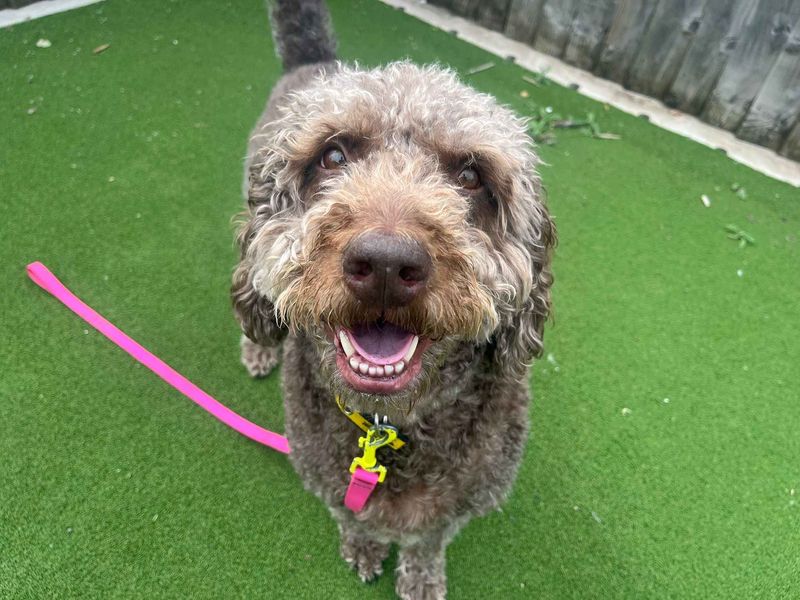 undefined | Poodle (Miniature) Cross | undefined - 3