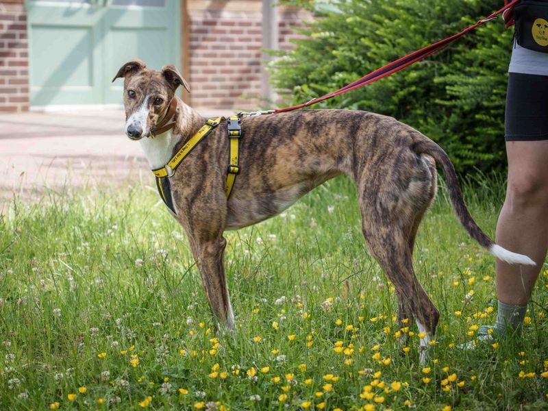 undefined | Greyhound | undefined - 3
