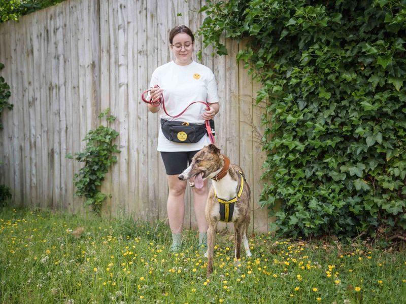 undefined | Greyhound | undefined - 2