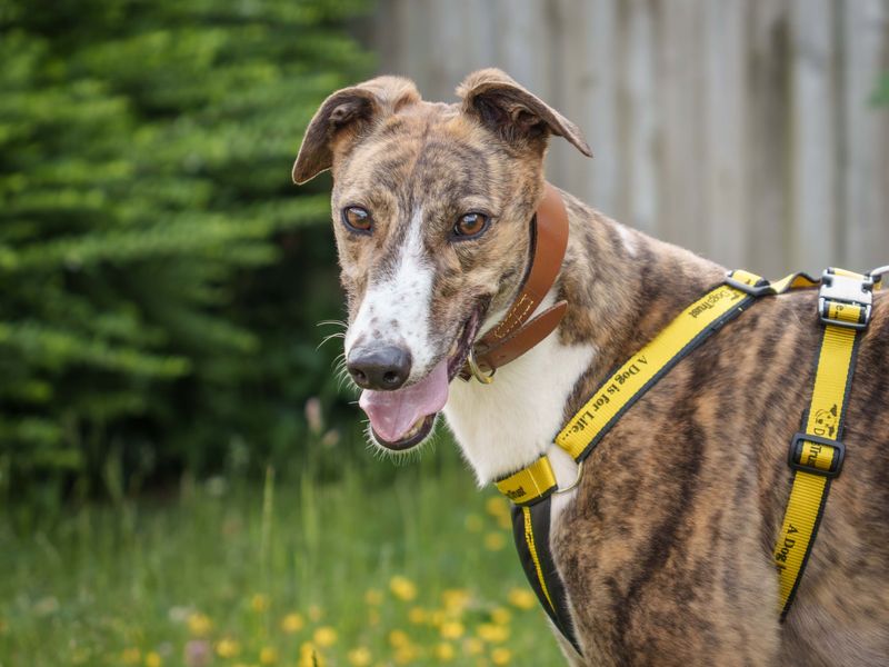 Greyhound Dogs And Puppies For Adoption