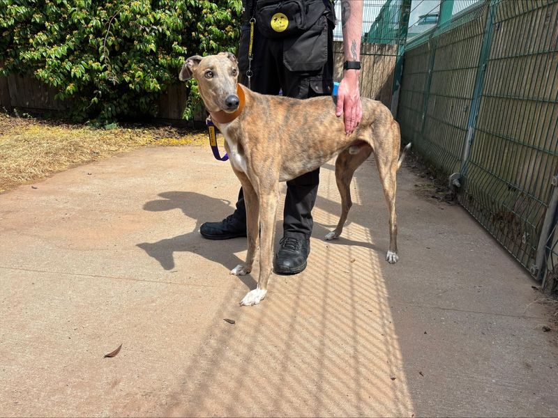 Hamilton