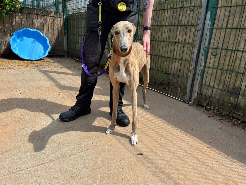 undefined | Greyhound | undefined - 2