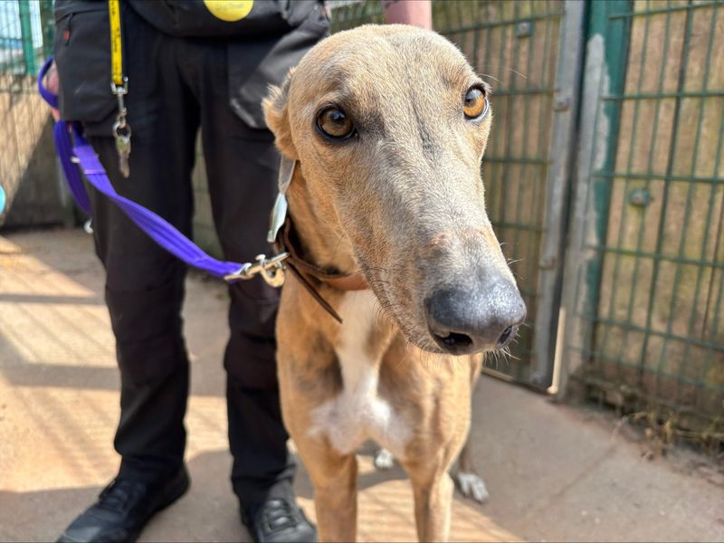 undefined | Greyhound | undefined - 3