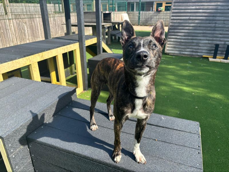 undefined | Terrier (Staffordshire Bull) Cross | undefined - 3