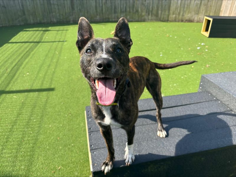 undefined | Terrier (Staffordshire Bull) Cross | undefined - 2