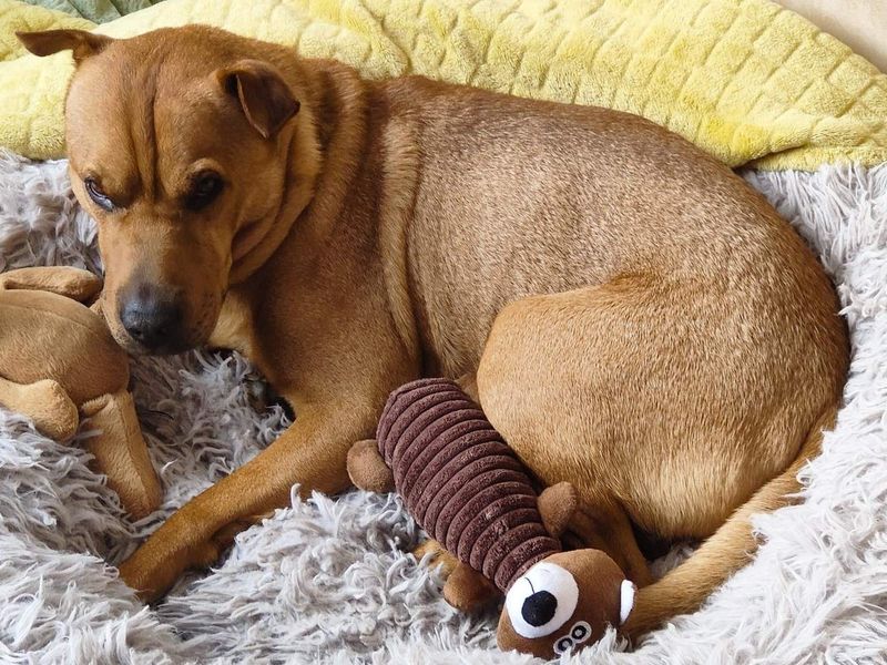 Paddy | Terrier (Patterdale) Cross | Manchester - 2
