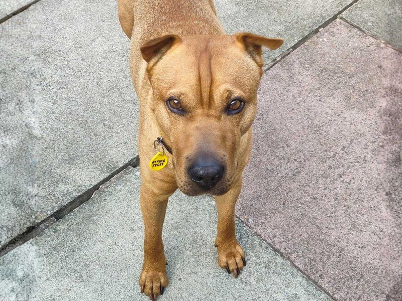 Paddy | Terrier (Patterdale) Cross | Manchester - 1