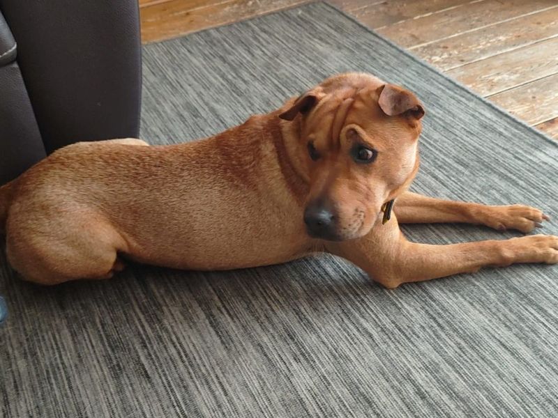 Paddy | Terrier (Patterdale) Cross | Manchester - 3