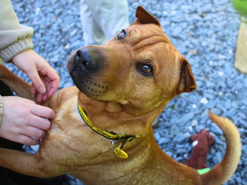 Paddy | Terrier (Patterdale) Cross | Manchester - 1