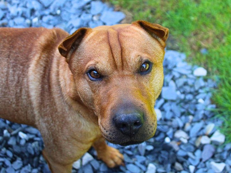 Paddy | Terrier (Patterdale) Cross | Manchester - 3