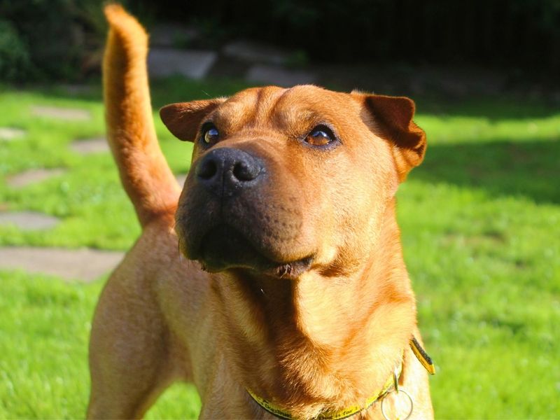 Paddy | Terrier (Patterdale) Cross | Manchester - 5