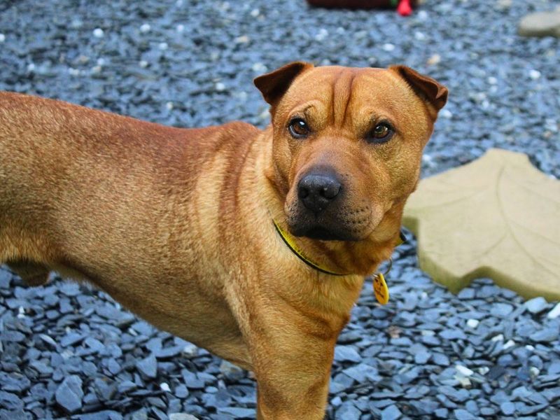 Paddy | Terrier (Patterdale) Cross | Manchester - 6