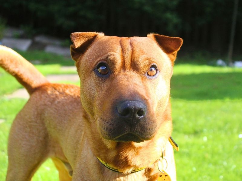 Paddy | Terrier (Patterdale) Cross | Manchester - 4