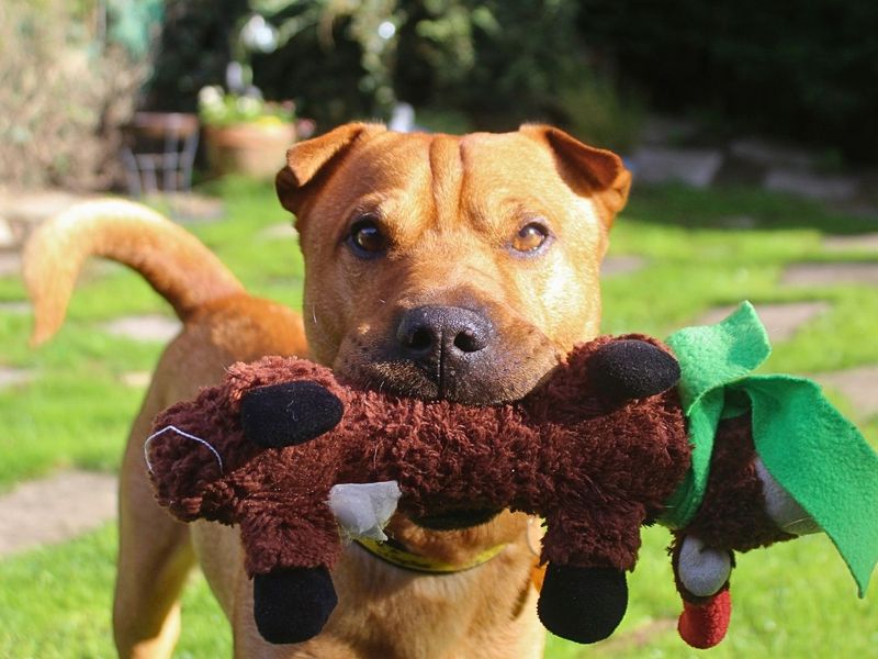 Paddy | Terrier (Patterdale) Cross | Manchester - 2