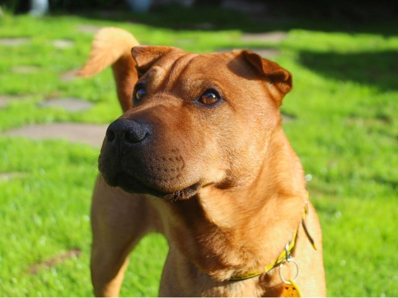 Paddy | Terrier (Patterdale) Cross | Manchester - 7