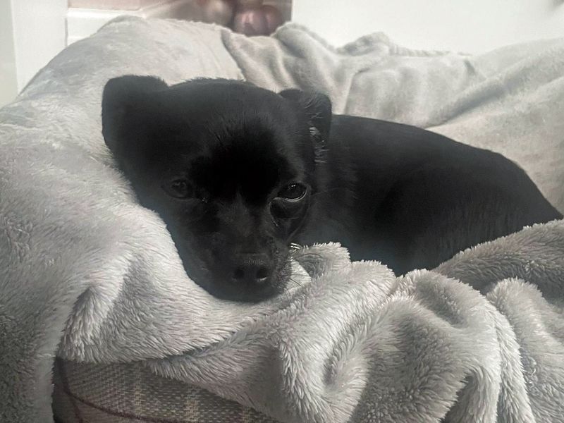 Rollo