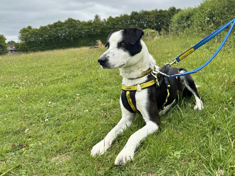 Monty - Image 2 of 9