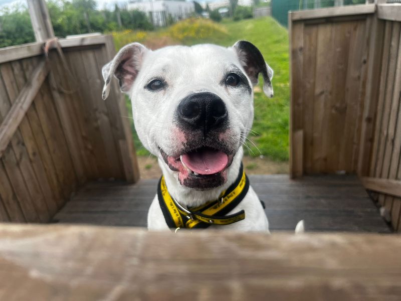 undefined | American Bulldog | undefined - 4