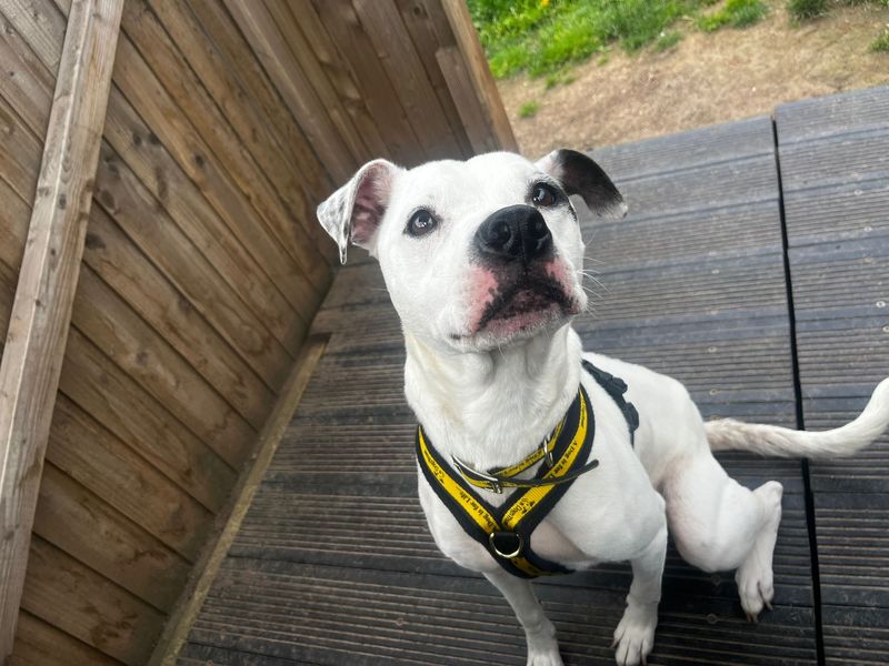 undefined | American Bulldog | undefined - 3