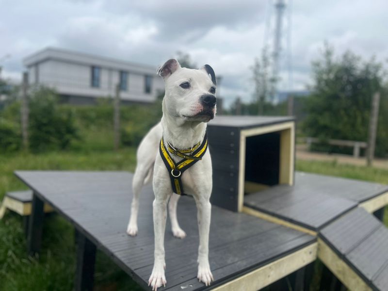 undefined | American Bulldog | undefined - 5