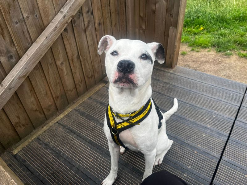 undefined | American Bulldog | undefined - 2