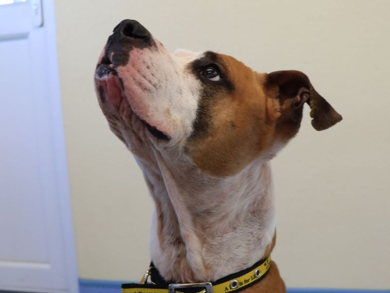 Boxer Dogs And Puppies For Adoption