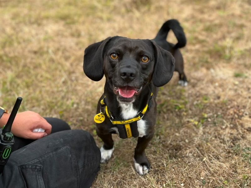 Cody | Dachshund (Kaninchen/Rabbit, Smooth Haired) Cross | Canterbury - 2