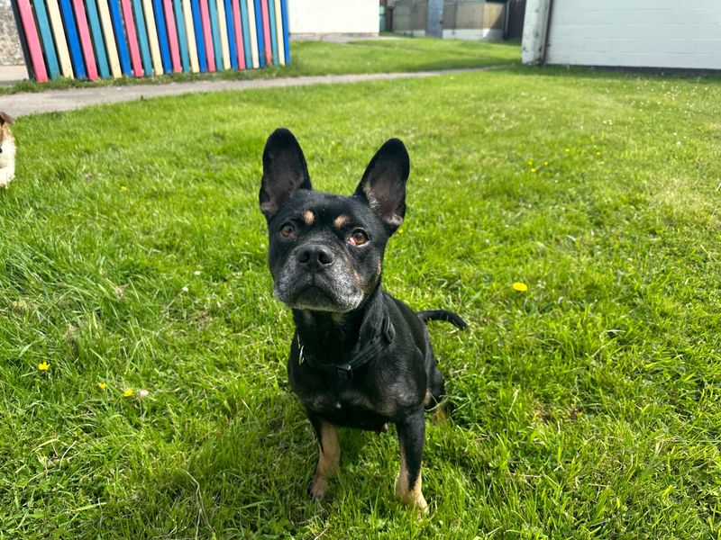 undefined | French Bulldog | undefined - 2