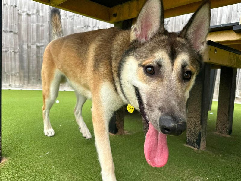Atlas | Siberian Husky Cross | Evesham (Worcestershire) - 6