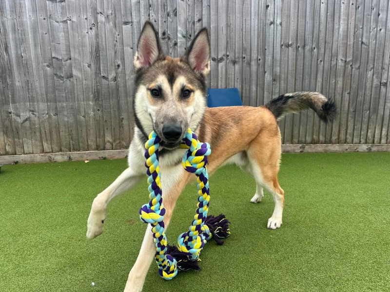 Atlas | Siberian Husky Cross | Evesham (Worcestershire) - 3