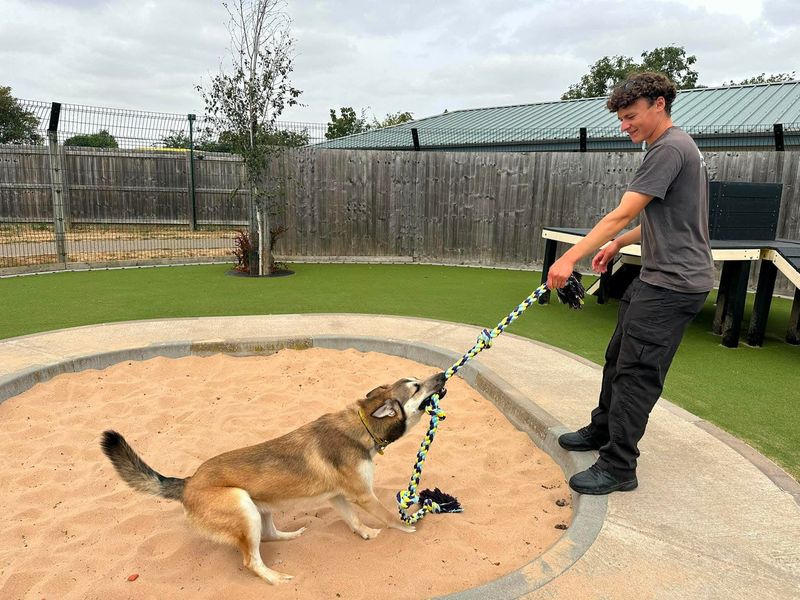 Atlas | Siberian Husky Cross | Evesham (Worcestershire) - 7