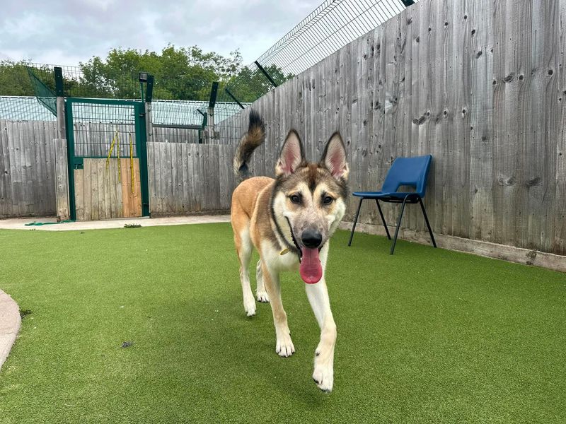 Atlas | Siberian Husky Cross | Evesham (Worcestershire) - 4