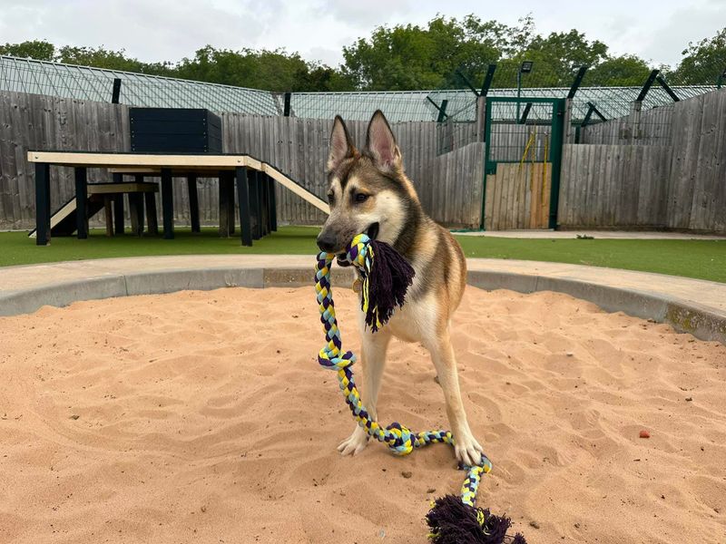 Siberian Husky Dogs And Puppies For Adoption