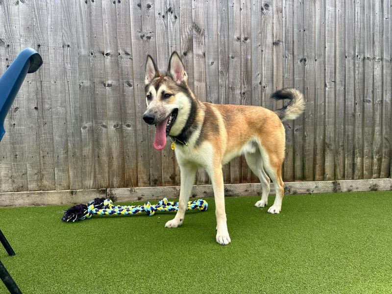 Atlas | Siberian Husky Cross | Evesham (Worcestershire) - 5