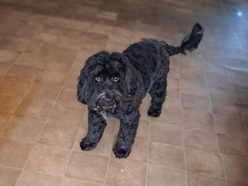 Rupert Bear | Poodle (Miniature) Cross | Basildon (Essex) - 1