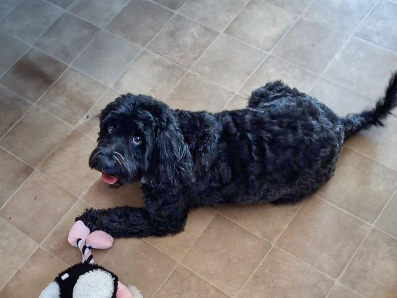 Rupert Bear | Poodle (Miniature) Cross | Basildon (Essex) - 2
