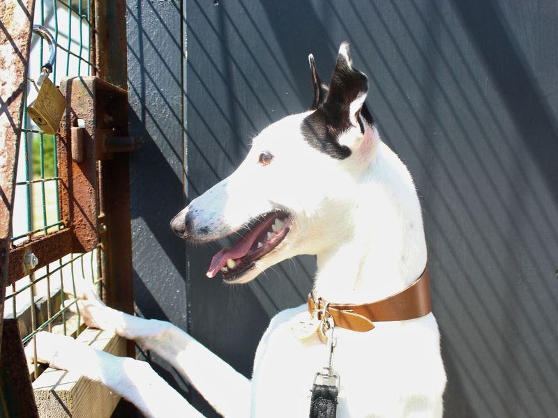 Xandra | Lurcher | Shoreham (Sussex) - 4