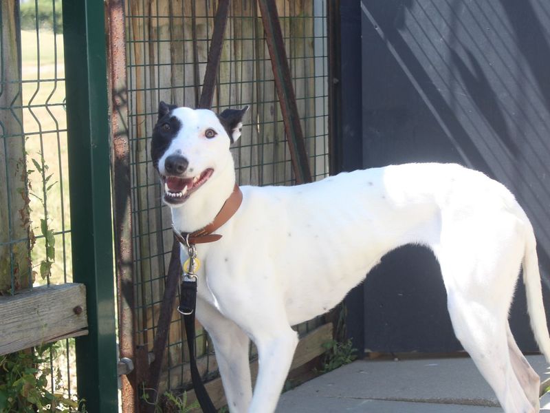 Xandra | Lurcher | Shoreham (Sussex) - 1