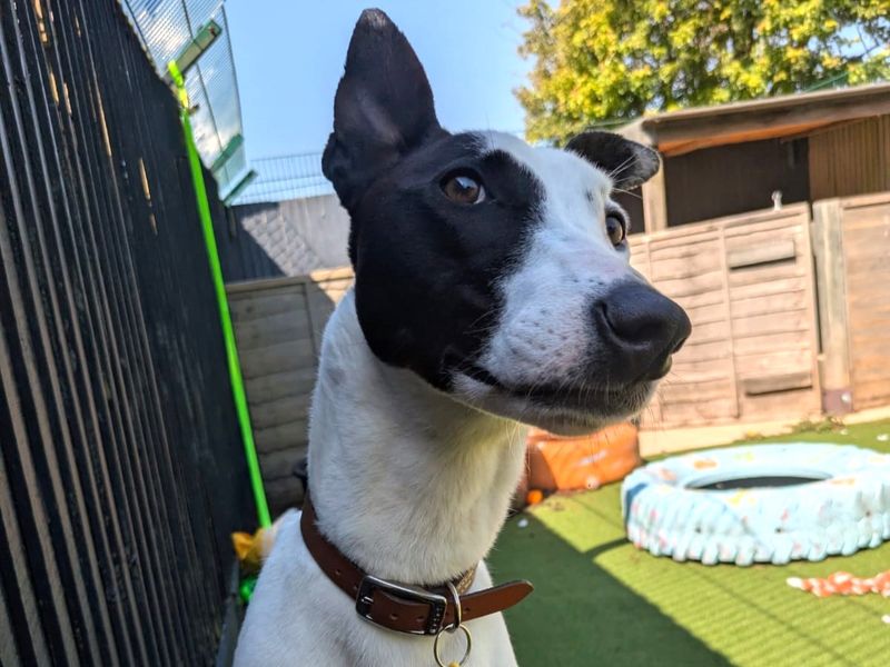 Xandra | Lurcher | Shoreham (Sussex) - 2