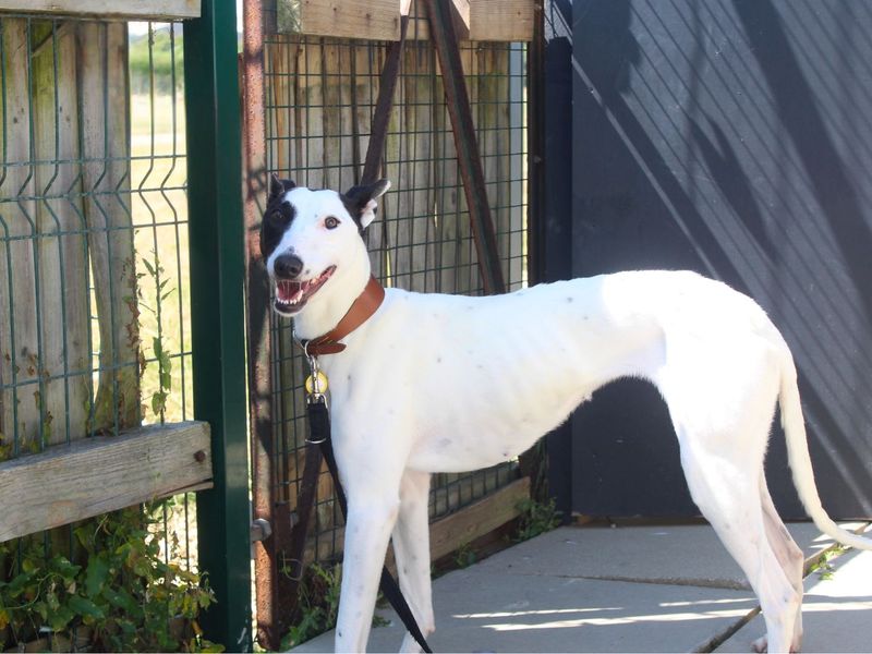 Xandra | Lurcher | Shoreham (Sussex) - 5