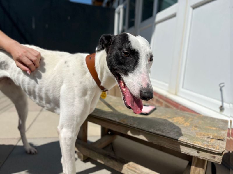 Xandra | Lurcher | Shoreham (Sussex) - 3