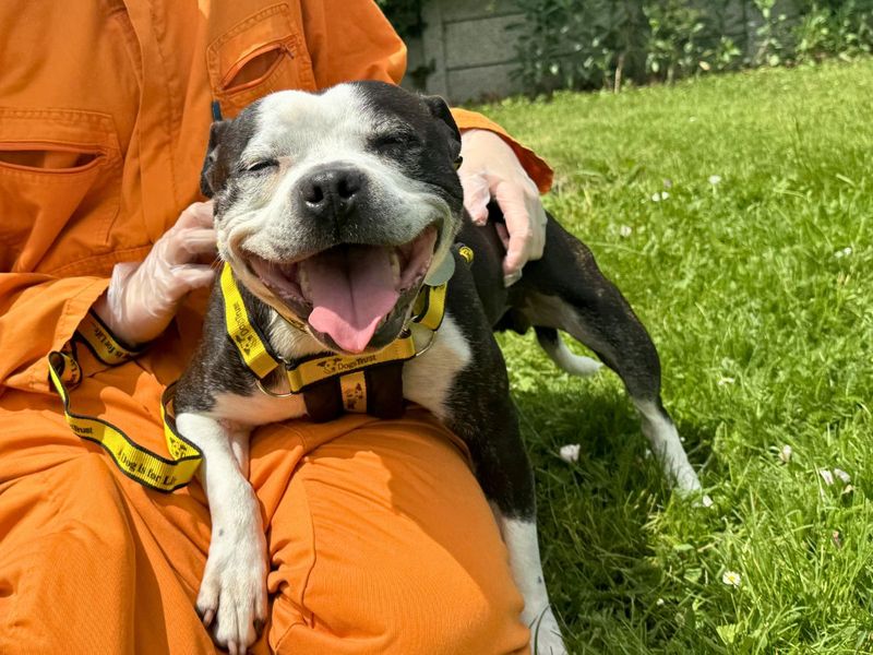 undefined | Terrier (Staffordshire Bull) | undefined - 2
