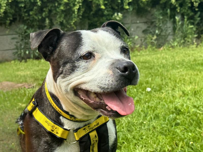 undefined | Terrier (Staffordshire Bull) | undefined - 7