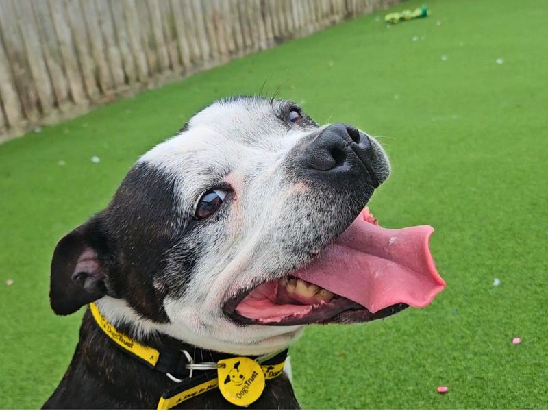 undefined | Terrier (Staffordshire Bull) | undefined - 5