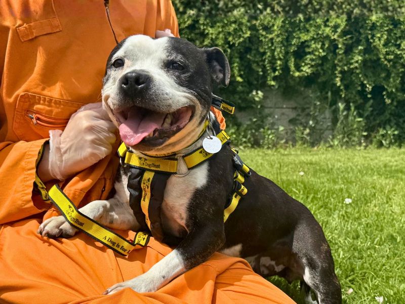 undefined | Terrier (Staffordshire Bull) | undefined - 8