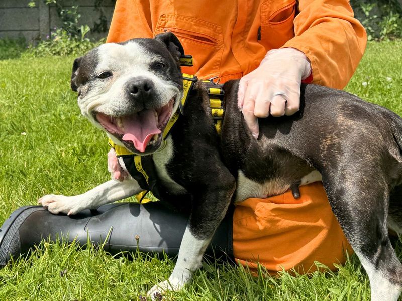 undefined | Terrier (Staffordshire Bull) | undefined - 3