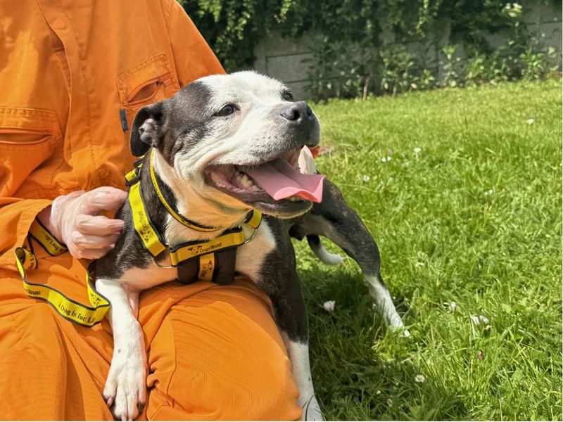 undefined | Terrier (Staffordshire Bull) | undefined - 6