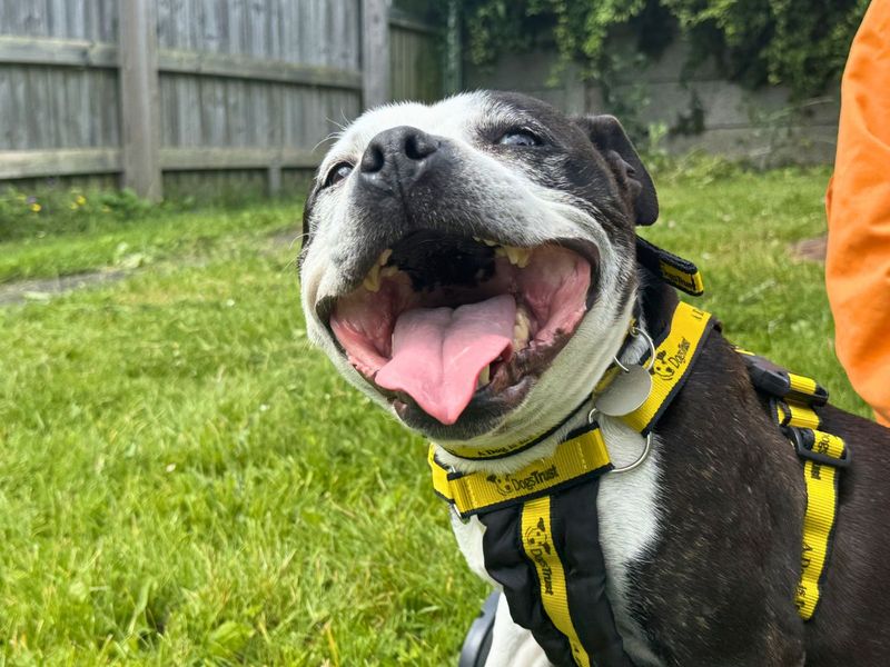 undefined | Terrier (Staffordshire Bull) | undefined - 4